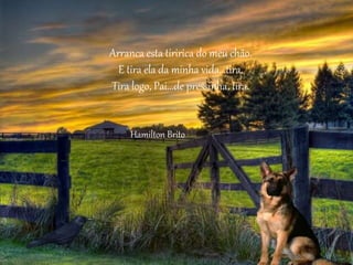 Arranca esta tiririca do meu chão.
E tira ela da minha vida...tira.
Tira logo, Pai...de pressinha, tira.
Hamilton Brito
 
