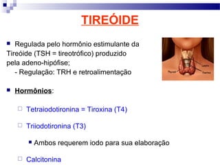 TIREÓIDE
 Regulada pelo hormônio estimulante da
Tireóide (TSH = tireotrófico) produzido
pela adeno-hipófise;
- Regulação: TRH e retroalimentação
 Hormônios:
 Tetraiodotironina = Tiroxina (T4)
 Triiodotironina (T3)
 Ambos requerem iodo para sua elaboração
 Calcitonina
 