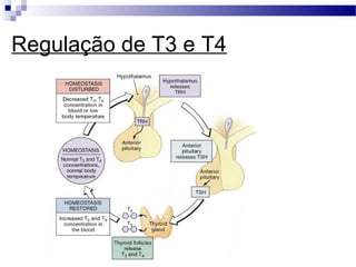 Regulação de T3 e T4
 
