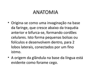 ANATOMIA Origina-se como uma invaginação na base da faringe, que cresce abaixo da traquéia anterior e bifurca-se, formando cordões celulares. Isto forma pequenas bolsas ou folículos e desenvolvem dentro, para 2 lobos laterais, conectados por um fino istmo. A origem da glândula na base da língua está evidente como forame cego. 