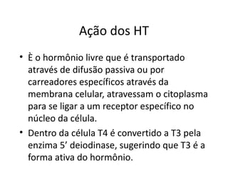 Ação dos HT È o hormônio livre que é transportado através de difusão passiva ou por carreadores específicos através da membrana celular, atravessam o citoplasma para se ligar a um receptor específico no núcleo da célula. Dentro da célula T4 é convertido a T3 pela enzima 5’ deiodinase, sugerindo que T3 é a forma ativa do hormônio. 