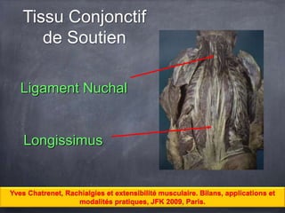 Tissu Conjonctif
de Soutien
Longissimus
Ligament Nuchal
Yves Chatrenet, Rachialgies et extensibilité musculaire. Bilans, applications et
modalités pratiques, JFK 2009, Paris.
 