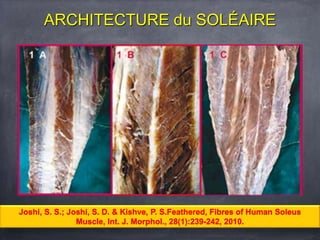 Joshi, S. S.; Joshi, S. D. & Kishve, P. S.Feathered, Fibres of Human Soleus
Muscle, Int. J. Morphol., 28(1):239-242, 2010.
ARCHITECTURE du SOLÉAIRE
 