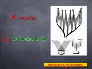Modélisation du muscle, Borelli,
1685.
FORCE
EXTENSIBILITÉ
 