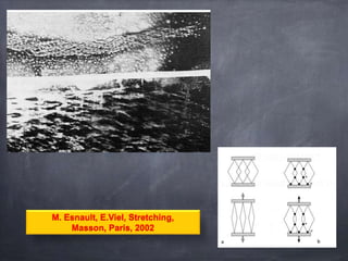 M. Esnault, E.Viel, Stretching,
Masson, Paris, 2002
 
