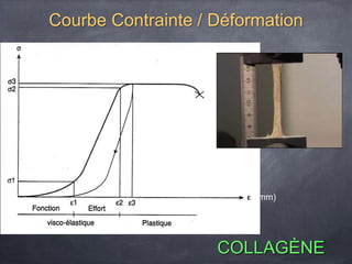 Courbe Contrainte / Déformation
(mm)
(N)
COLLAGÈNE
 