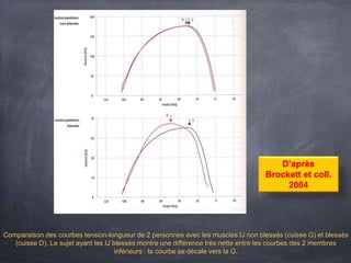 Comparaison des courbes tension-longueur de 2 personnes avec les muscles IJ non blessés (cuisse G) et blessés
(cuisse D). Le sujet ayant les IJ blessés montre une différence très nette entre les courbes des 2 membres
inférieurs : la courbe se décale vers la G.
D’après
Brockett et coll.
2004
 