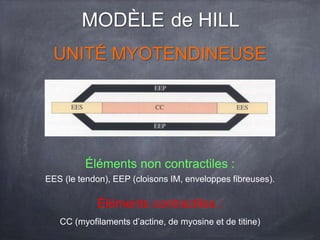 MODÈLE de HILL
UNITÉ MYOTENDINEUSE
Éléments non contractiles :
EES (le tendon), EEP (cloisons IM, enveloppes fibreuses).
Éléments contractiles :
CC (myofilaments d’actine, de myosine et de titine)
 