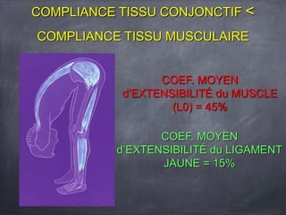 COEF. MOYEN
d’EXTENSIBILITÉ du MUSCLE
(L0) = 45%
COMPLIANCE TISSU CONJONCTIF <
COMPLIANCE TISSU MUSCULAIRE
COEF. MOYEN
d’EXTENSIBILITÉ du LIGAMENT
JAUNE = 15%
 