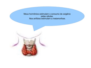 Meus hormônios estimulam o consumo de oxigênio pelas células. Nos anfíbios estimulam a metamorfose. 