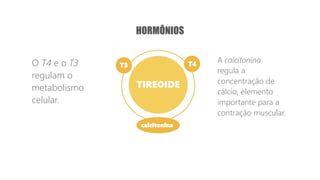 TIREOIDE
O T4 e o T3
regulam o
metabolismo
celular.
T3
calcitonina
T4
HORMÔNIOS
A calcitonina
regula a
concentração de
cálcio, elemento
importante para a
contração muscular.
 