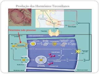 Produção dos Hormônios Tireoidianos
Determina todo processo
 