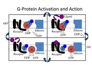 G-Protein Activation and Action
                                                            Ligand
                             γ                                  γ
OFF                      β                                  β
                     α                              α
      Receptor                    Effector   Receptor                    Effector
                 GDP                                                     GDP
                                   GTP              GTP


                     γ                                      γ                       ON
                 β                                      β            α
                             α
      Receptor                    Effector   Receptor                    Effector
                 GDP             GTP                                GTP
 