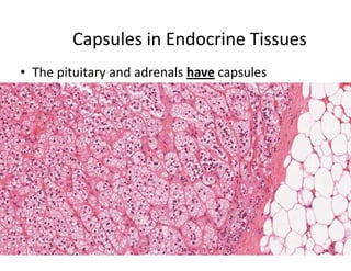 Capsules in Endocrine Tissues
• The pituitary and adrenals have capsules
 