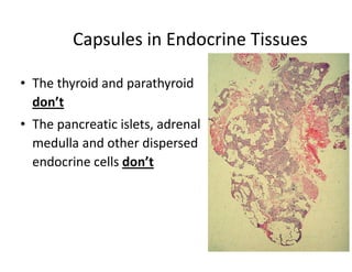 Capsules in Endocrine Tissues

• The thyroid and parathyroid
  don’t
• The pancreatic islets, adrenal
  medulla and other dispersed
  endocrine cells don’t
 