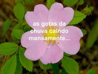 as gotas da chuva caindo mansamente.....  