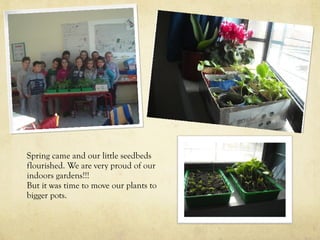 Spring came and our little seedbeds
flourished. We are very proud of our
indoors gardens!!!
But it was time to move our plants to
bigger pots.
 