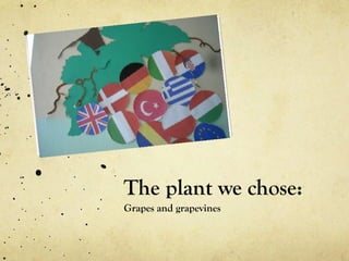 The plant we chose:
Grapes and grapevines
 