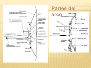 Partes del
arco
 