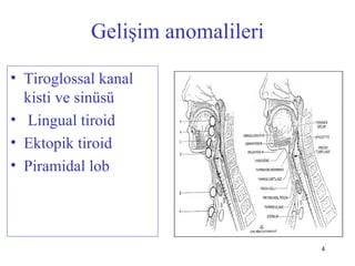 Tiroid | PPT