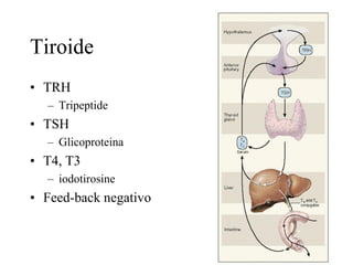 Tiroide
• TRH
  – Tripeptide
• TSH
  – Glicoproteina
• T4, T3
  – iodotirosine
• Feed-back negativo
 