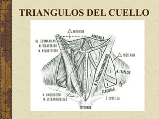 TRIANGULOS DEL CUELLO
 