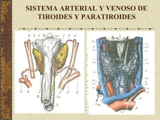 SISTEMA ARTERIAL Y VENOSO DE
TIROIDES Y PARATIROIDES
 