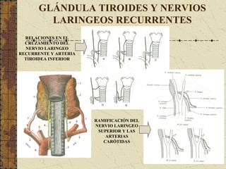 GLÁNDULA TIROIDES Y NERVIOS
LARINGEOS RECURRENTES
RELACIONES EN EL
CRUZAMIENTO DEL
NERVIO LARINGEO
RECURRENTE Y ARTERIA
TIROIDEA INFERIOR
RAMIFICACIÓN DEL
NERVIO LARINGEO
SUPERIOR Y LAS
ARTERIAS
CARÓTIDAS
 