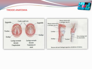 TIROIDE:ANATOMIA