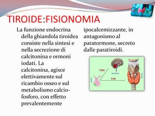 TIROIDE:FISIONOMIALa funzione endocrina della ghiandola tiroidea consiste nella sintesi e nella secrezione di calcitonina e ormoni iodati. La calcitonina, agisce elettivamente sul ricambio osseo e sul metabolismo calcio-fosforo, con effetto prevalentemente ipocalcemizzante, in antagonismo al paratormone, secreto dalle paratiroidi.