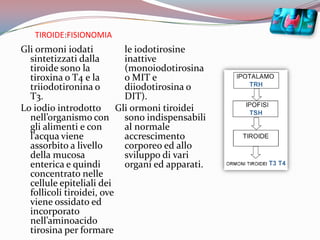 TIROIDE:FISIONOMIAGli ormoni iodati sintetizzati dalla tiroide sono la tiroxina o T4 e la triiodotironina o T3.Lo iodio introdotto nell’organismo con gli alimenti e con l’acqua viene assorbito a livello della mucosa enterica e quindi concentrato nelle cellule epiteliali dei follicoli tiroidei, ove viene ossidato ed incorporato nell’aminoacido tirosina per formare le iodotirosine inattive (monoiodotirosina o MIT e diiodotirosina o DIT).Gli ormoni tiroidei sono indispensabili al normale accrescimento corporeo ed allo sviluppo di vari organi ed apparati.
