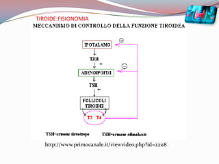 TIROIDE:FISIONOMIAhttp://www.primocanale.it/viewvideo.php?id=22118