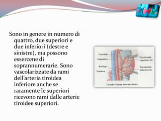 Sono in genere in numero di quattro, due superiori e due inferiori (destre e sinistre), ma possono essercene di soprannumerarie. Sono vascolarizzate da rami dell’arteria tiroidea inferiore anche se raramente le superiori ricevono rami dalle arterie tiroidee superiori. 