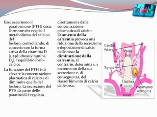 Esse secernono il paratormone (PTH) ossia l’ormone che regola il metabolismo del calcio e del fosforo, controllando, di concerto con la forma attiva della vitamina D (1,25diidrossivitamina D3), l’equilibrio fosfo-calcico.La funzione del PTH è di elevare la concentrazione plasmatica di calcio e di diminuire quella del fosforo. La secrezione del PTH da parte delle paratiroidi è regolata direttamente dalla concentrazione plasmatica di calcio: l’aumento della calcemia provoca una riduzione della secrezione e deposizione di calcio nelle ossa; la diminuzione della calcemia, al contrario, determina un incremento della sua secrezione e, di conseguenza, del riassorbimento di calcio dalle ossa. 