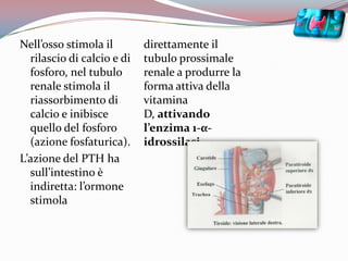 Nell’osso stimola il rilascio di calcio e di fosforo, nel tubulo renale stimola il riassorbimento di calcio e inibisce quello del fosforo (azione fosfaturica). L’azione del PTH ha sull’intestino è indiretta: l’ormone stimola direttamente il tubulo prossimale renale a produrre la forma attiva della vitamina D, attivando l’enzima 1-α-idrossilasi. 