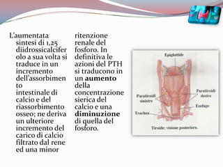 L’aumentata sintesi di 1,25 diidrossicalciferolo a sua volta si traduce in un incremento dell’assorbimento                                     intestinale di calcio e del riassorbimento osseo; ne deriva un ulteriore incremento del carico di calcio filtrato dal rene ed una minor ritenzione renale del fosforo. In definitiva le azioni del PTH si traducono in un aumento della concentrazione sierica del calcio e una diminuzione di quella del fosforo. 
