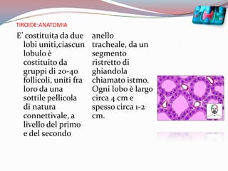 TIROIDE:ANATOMIAE’ costituita da due lobi uniti,ciascun lobulo è costituito da gruppi di 20-40 follicoli, uniti fra loro da una sottile pellicola di natura connettivale, a livello del primo e del secondo anello tracheale, da un segmento ristretto di ghiandola chiamato istmo. Ogni lobo è largo circa 4 cm e spesso circa 1-2 cm.