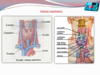 TIROIDE:ANATOMIA