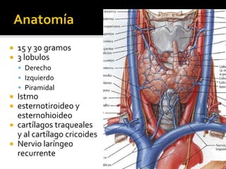  15 y 30 gramos
 3 lobulos
 Derecho
 Izquierdo
 Piramidal
 Istmo
 esternotiroideo y
esternohioideo
 cartílagos traqueales
y al cartílago cricoides
 Nervio laríngeo
recurrente
 