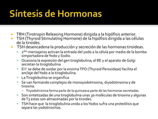  TRH (Tirotropin Releasing Hormone) dirigida a la hipófisis anterior.
 TSH (Thyroid Stimulating Hormone) de la hipófisis dirigida a las células
de la tiroides.
 TSH desencadena la producción y secreción de las hormonas tiroideas.
 2dos mensajeros activan la entrada del yodo a la célula por medio de la bomba
simportadora deYodo y Sodio.
 Ocasiona la expresión del gen tiroglobulina; el RE y el aparato de Golgi
secretan la tiroglobulina
 El I- se debe de oxidar por la enzimaTPO (Thyroid Peroxidase) facilita el
anclaje delYodo a la tiroglobulina.
 LaTiroglobulina se organifica
 Se van formando complejos de monoyodotirosina, diyodotirosina y de
tiroxina.
▪ Triyodotironina forma parte de la quinceava parte de las hormonas secretadas.
 Son sintetizadas de una tiroglobulina unas 30 moléculas de tiroxina y algunas
deT3 estas son almacenadas por la tiroides.
 TSH hace que la tiroglobulina unida a losYodos sufra una proteólisis que
separa las yodotirosinas.
 