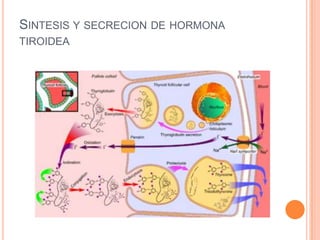 SINTESIS Y SECRECION DE HORMONA
TIROIDEA
 