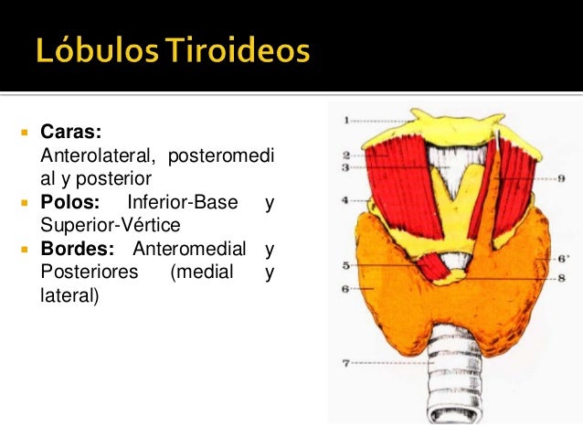 Tiroides