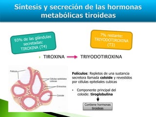  TIROXINA TRIYODOTIROXINA
Folículos: Repletos de una sustancia
secretora llamada coloide y revestidos
por células epiteliales cubicas
• Componente principal del
coloide: tiroglobulina
Contiene hormonas
tiroideas
 