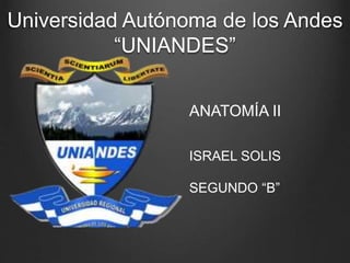 Universidad Autónoma de los Andes
“UNIANDES”
ANATOMÍA II
ISRAEL SOLIS
SEGUNDO “B”
 