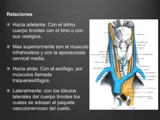 Relaciones
Hacia adelante: Con el istmo
cuerpo tiroides con el timo o con
sus vestigios.
Mas superiormente son el musculo
infrahiodeos y con la aponeurosis
cervical media.
Hacia atrás: Con el esófago, por
músculos llamada
traqueoesófagos.
Lateralmente: con los lóbulos
laterales del cuerpo tiroides los
cuales se adosan al paquete
vasculonervioso del cuello.
 