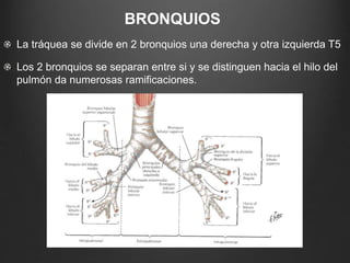 BRONQUIOS
La tráquea se divide en 2 bronquios una derecha y otra izquierda T5
Los 2 bronquios se separan entre si y se distinguen hacia el hilo del
pulmón da numerosas ramificaciones.
 