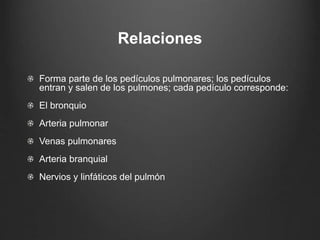 Relaciones
Forma parte de los pedículos pulmonares; los pedículos
entran y salen de los pulmones; cada pedículo corresponde:
El bronquio
Arteria pulmonar
Venas pulmonares
Arteria branquial
Nervios y linfáticos del pulmón
 