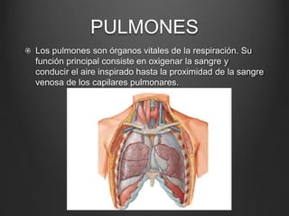 PULMONES
Los pulmones son órganos vitales de la respiración. Su
función principal consiste en oxigenar la sangre y
conducir el aire inspirado hasta la proximidad de la sangre
venosa de los capilares pulmonares.
 