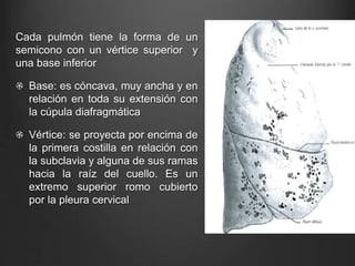 Cada pulmón tiene la forma de un
semicono con un vértice superior y
una base inferior
Base: es cóncava, muy ancha y en
relación en toda su extensión con
la cúpula diafragmática
Vértice: se proyecta por encima de
la primera costilla en relación con
la subclavia y alguna de sus ramas
hacia la raíz del cuello. Es un
extremo superior romo cubierto
por la pleura cervical
 