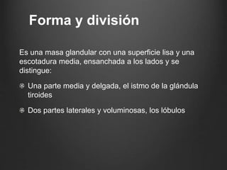 Es una masa glandular con una superficie lisa y una
escotadura media, ensanchada a los lados y se
distingue:
Una parte media y delgada, el istmo de la glándula
tiroides
Dos partes laterales y voluminosas, los lóbulos
Forma y división
 